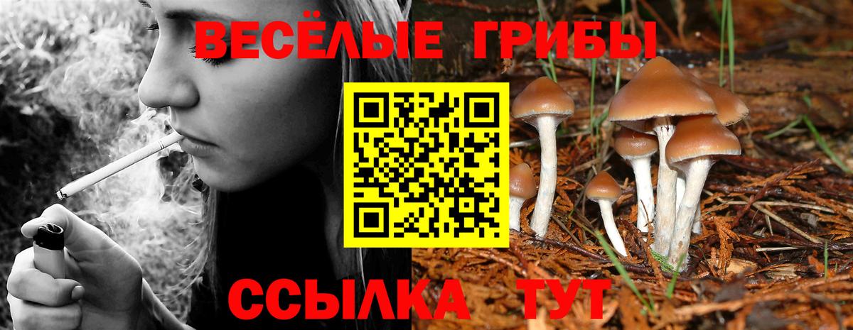 Псилоцибиновые грибы Psilocybine cubensis Сегежа