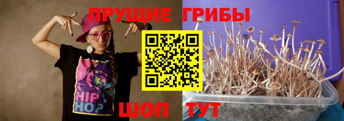 где купить наркоту  Галлюциногенные грибы Psilocybine cubensis  Вход с VPN  Сегежа 